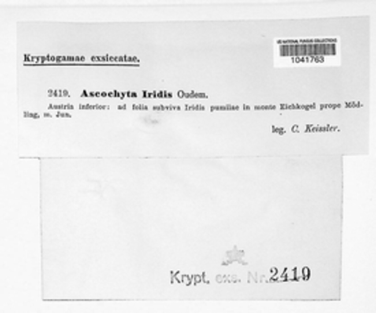 Ascochyta iridis image